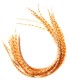 Plumes naturelles non teintées, effet sauvage, rayées roux clair et blanc, avec parfois des parties brun foncé ou noir.
Plumes n