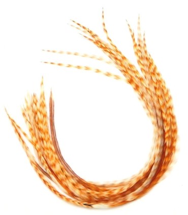 Plumes naturelles non teintées, effet sauvage, rayées roux clair et blanc, avec parfois des parties brun foncé ou noir.
Plumes n