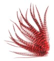 Rouge pur rayé - Plumes courtes pour cheveux