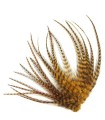 Bronze rayé - Plumes courtes pour cheveux