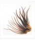 Un brun chaud aux reflets rouge
Plumes naturelles à fixer dans les cheveux comme extensions
de longueurs comprises entre 8 et 18