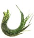 Vert flashy rayé - plumes pour cheveux