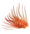 Plume courte pour cheveux - Orange