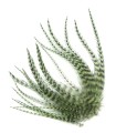 Plume courte pour cheveux - Olive