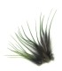 Plume courte unie avec un liseret noir au milieu à fixer dans les cheveux comme une extension
(vendue à l'unité)
Le coloris O