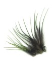 Plume courte pour cheveux - Olive