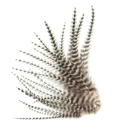 
Plume courte rayée à fixer dans les cheveux comme une extension

(vendue à l'unité)

Les plumes Noir &amp; blanc naturel ne son